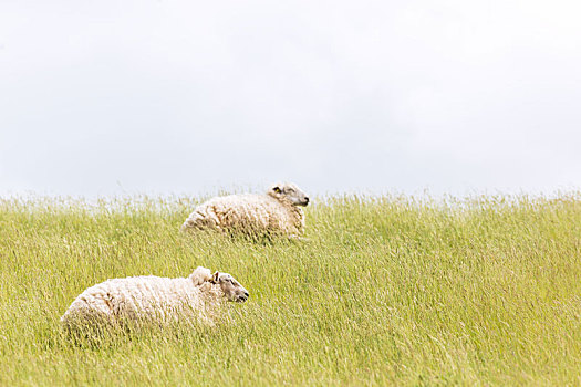 绵羊,防洪堤,草