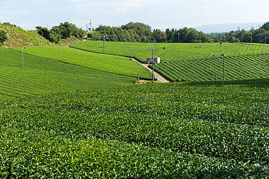 茶,农场