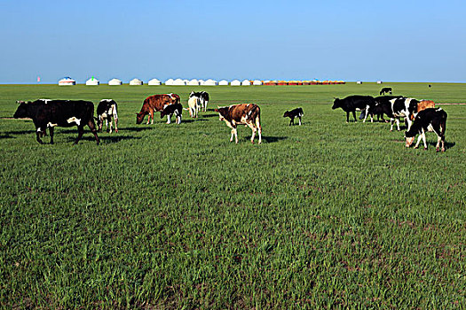 草原,牧场,蒙古包,牛