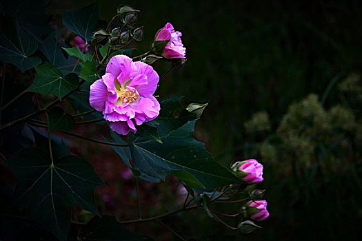 美丽的芙蓉花,木芙蓉,拒霜花,木莲,地芙蓉,华木