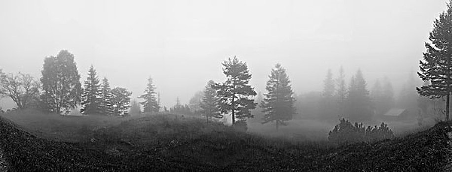 全景,雾,树林