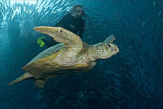 马来西亚,麻布岛,潜水,游动,绿海龟,龟类