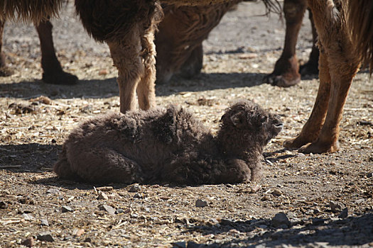 新疆哈密,春季新出生的驼羔