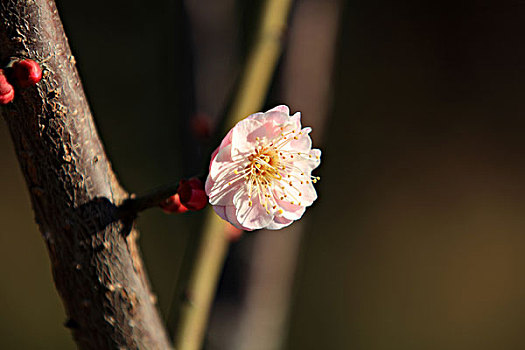 梅花