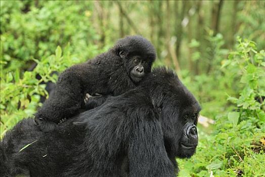 山地大猩猩,大猩猩,幼仔,成年,火山国家公园,卢旺达