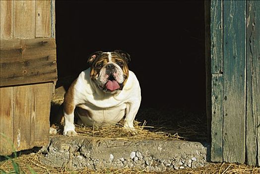 英国斗牛犬,狗,成年,肖像,室内,谷仓,门