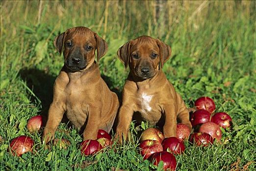 罗德西亚背脊犬,狗,小狗,一对,坐,苹果