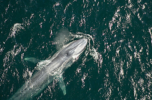 蓝鲸,平面,圣芭芭拉,加利福尼亚