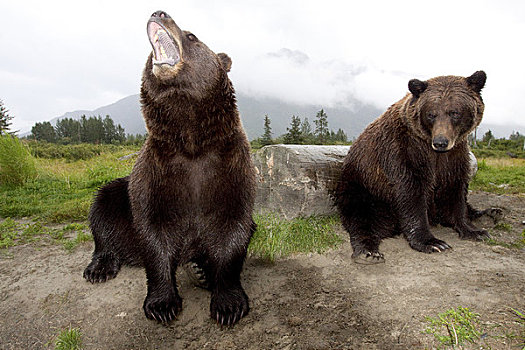 俘获,两个,棕熊,坐,靠近,原木,阿拉斯加野生动物保护中心,阿拉斯加