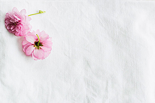 两个,粉色,樱花,白色背景,布