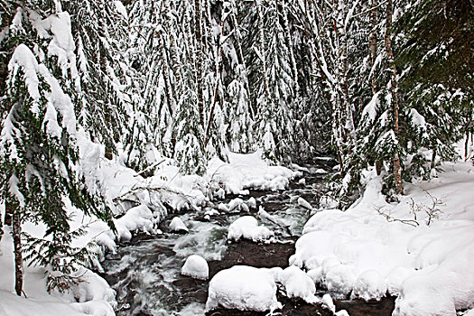 冬天,雪,安静,溪流,山,帽子,国家森林,俄勒冈,美国