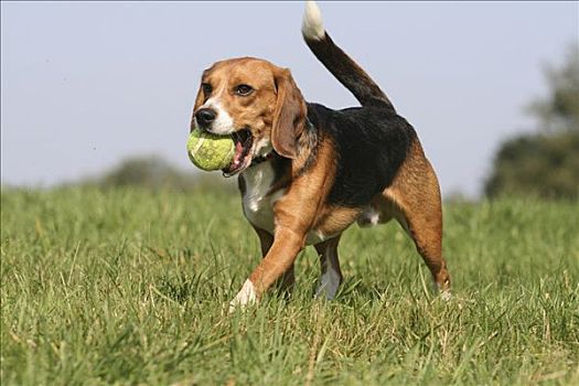 小猎犬,球,嘴,跑,草地
