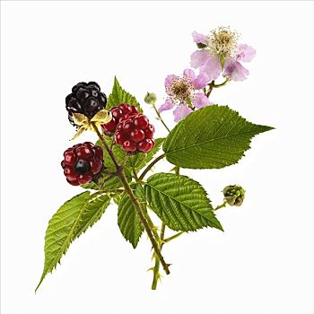 黑莓,茎,花