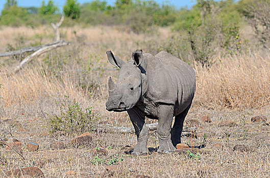 白犀牛,白犀,幼兽,热带草原,警惕,克鲁格国家公园,南非,非洲