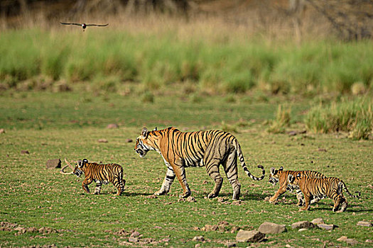 孟加拉虎,虎,雌性,三个,幼兽,干燥,湖床,拉贾斯坦邦,国家公园,印度,亚洲