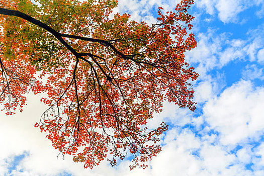 秋天蓝天白云下的多彩枫叶