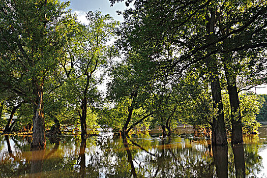 夏天,洪水,硬木,树林,中间,生物保护区,萨克森安哈尔特,德国,欧洲