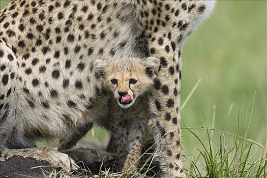 印度豹,猎豹,星期,老,幼兽,偷窥,室外,下方,母兽,马赛马拉,自然保护区,肯尼亚