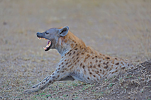 哈欠,斑鬣狗,马赛马拉国家保护区,肯尼亚,非洲