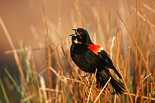 红翅黑鹂,雄性,唱,展示,湿地