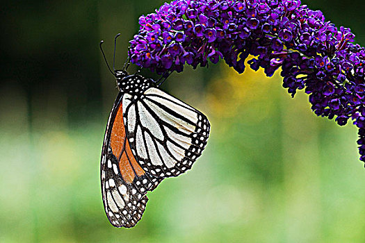黑脉金斑蝶,蝴蝶,灌木,靠近,安大略省,加拿大