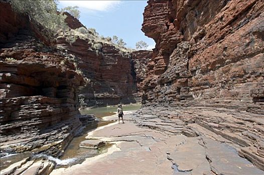 男人,峡谷,卡瑞吉尼国家公园,区域,西澳大利亚