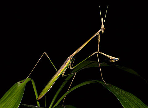 螳螂,雌性,国家公园,马达加斯加,非洲