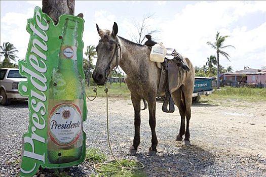 马,等待,靠近,啤酒,广告牌,多米尼加共和国,加勒比海
