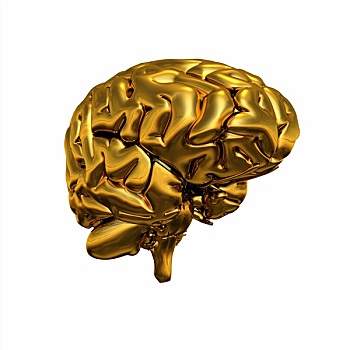 金色,大脑