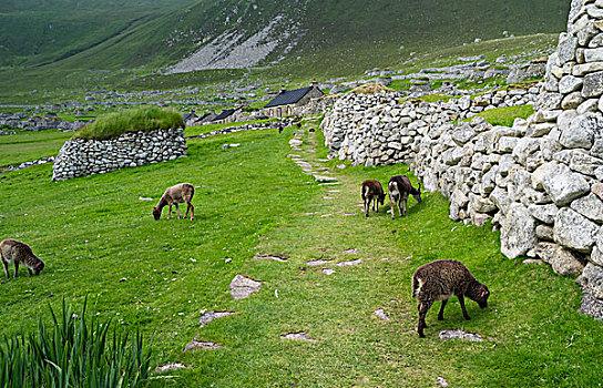 岛屿,群岛,苏格兰,绵羊,传统,老,独特,野生,欧洲,七月