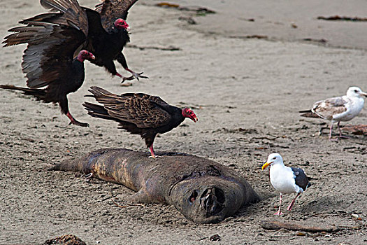 美洲鹫,海鸥,死,海象,畜体,海滩,靠近,加利福尼亚