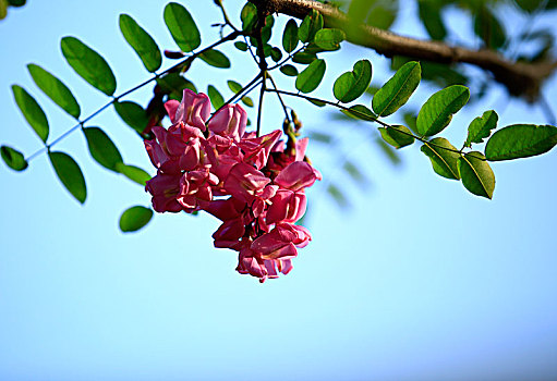 白槐花,紫槐花