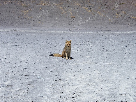 玻利维亚,狐狸