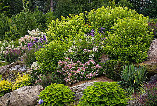 岩石花园,不同,开花植物,魁北克,加拿大,北美
