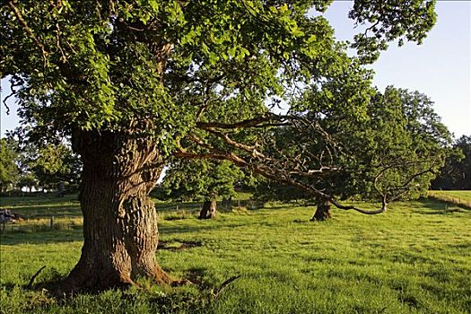 800年,橡树,瑞典,早晨,亮光,栎属,栎树