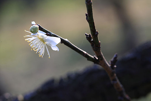 春天的梅花