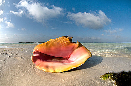 皇后,贝壳,壳,海滩,洛斯罗克斯群岛,委内瑞拉
