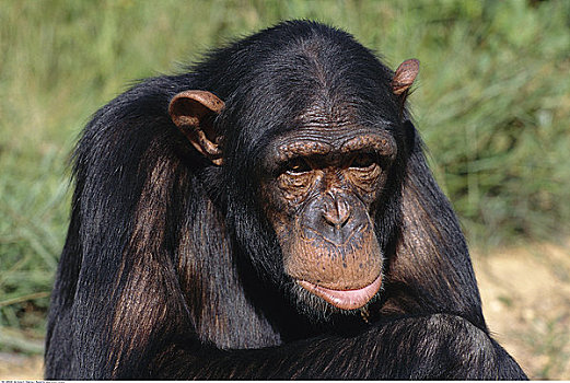 肖像,黑猩猩