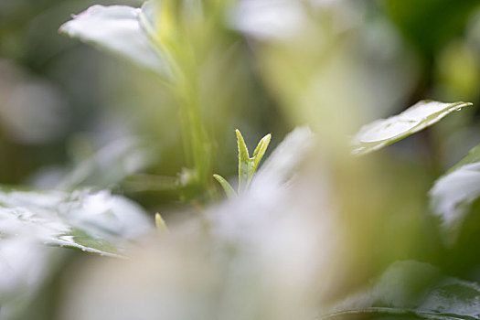 杭州西湖龙井茶园嫩茶新茶特写