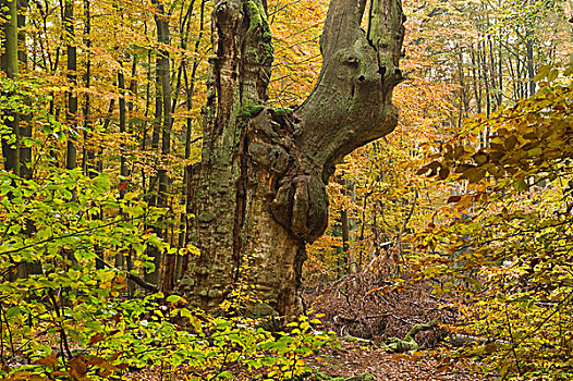 腐烂,橡树,栎属,秋天,原始,树林,北方,黑森州,德国,欧洲