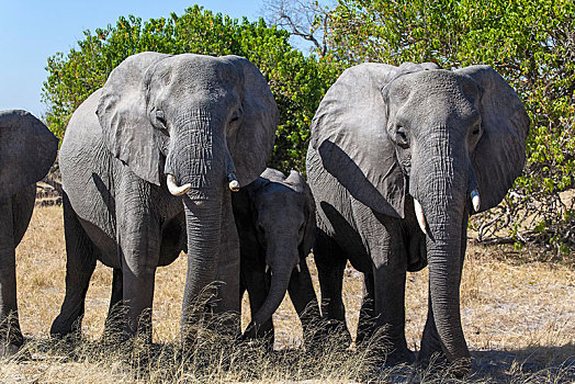 非洲象,幼兽,莫雷米禁猎区,博茨瓦纳,非洲