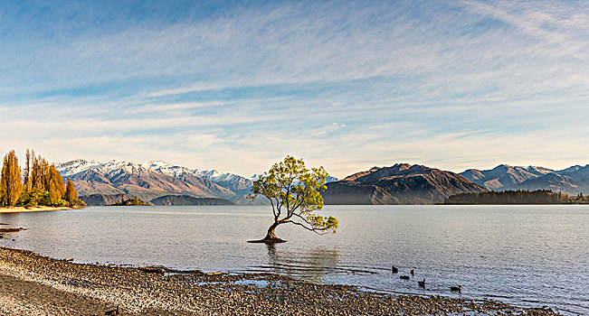 孤树,站在水中,瓦纳卡,树,瓦纳卡湖,湾,奥塔哥,南部地区,新西兰,大洋洲