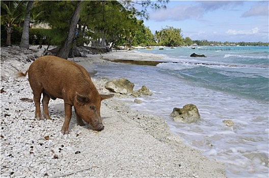 猪,海岸