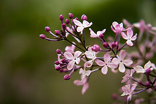 丁香花