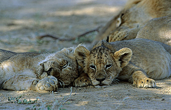 幼狮,狮子,休息,卡拉哈迪大羚羊国家公园,卡拉哈里沙漠,南非,非洲