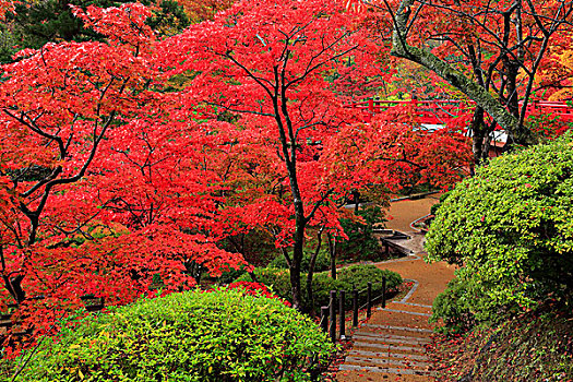 枫树,山谷,公园