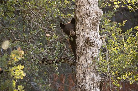 美洲黑熊,窥视,室外,后面,红杉国家公园,加利福尼亚,美国