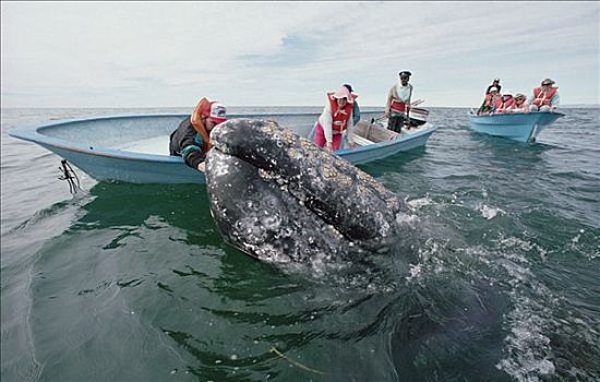 游客,灰鲸,北下加利福尼亚州,墨西哥