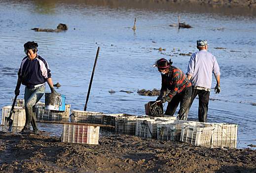 山东省日照市,农民两城河口挖蛏子,生态湿地成为致富聚宝盆