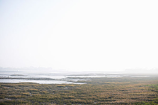 沿岸,湿地,晨雾